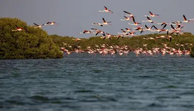 Flamingo Beach Resort