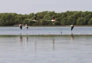 Flamingo Beach Resort