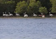Flamingo Beach Resort