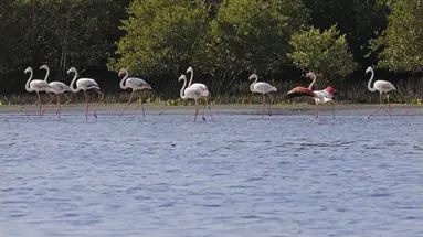 Flamingo Beach Resort
