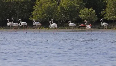 Flamingo Beach Resort