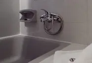 Flamingos