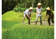 Four Seasons at Sayan