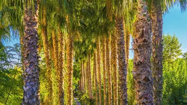 Gardenia Beach