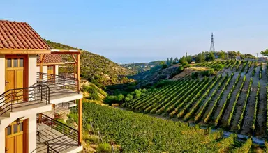Gillham Vineyard