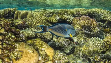 Gorgonia Beach