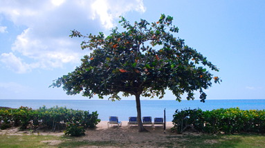 Hawksbill by rex resorts