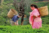 Heritance Tea Factory