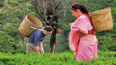 Heritance Tea Factory