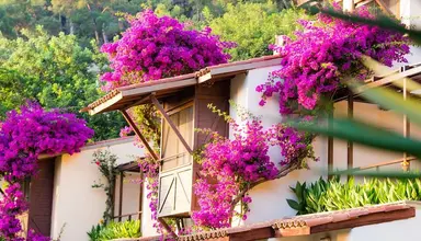 Hillside Beach Club