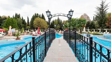 Hrizantema