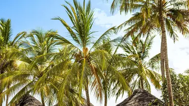 Jaz Adonia Beach Resort