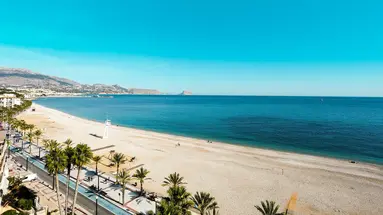 Kaktus Albir