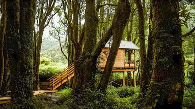 Kanopea Forest Lodge