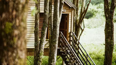 Kanopea Forest Lodge
