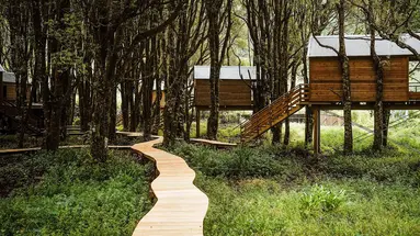 Kanopea Forest Lodge