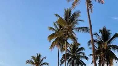 Kihori Nungwi Bungalows