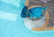 Krabi SeaBass