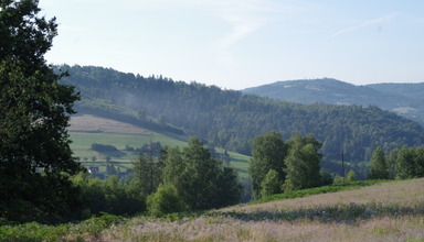 Krokus