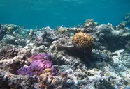 Kudafushi Resort