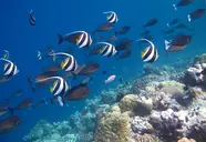 Kudafushi Resort