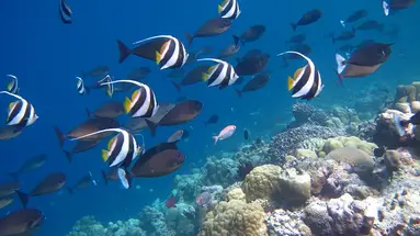 Kudafushi Resort