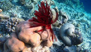 Kudafushi Resort