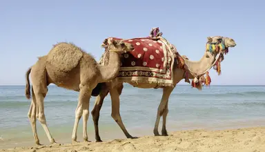 Laico Djerba