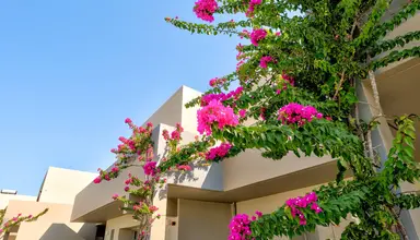 Lambi Resort