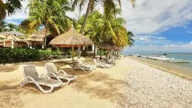 Les Cocotiers