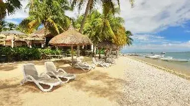 Les Cocotiers