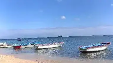 Les Cocotiers