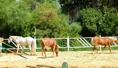 Les Orangers Beach Resort