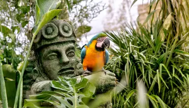 Magic Natura Animal, Water Park & Polynesian Lodge Resort