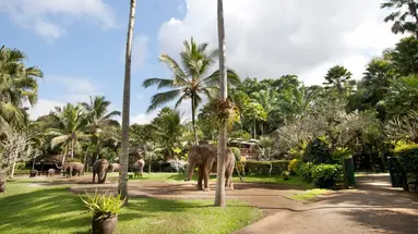 Mason Elephant Park & Lodge