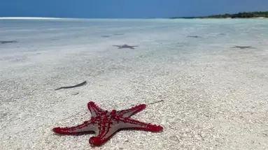 Max (Zanzibar)