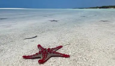 Max (Zanzibar)