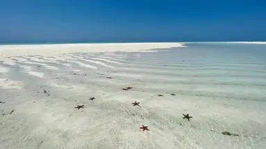 Max (Zanzibar)