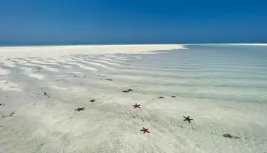 Max (Zanzibar)