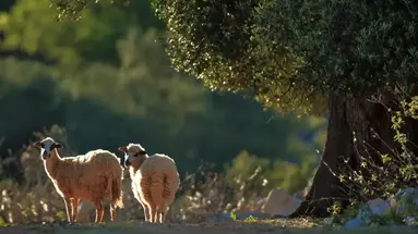 Meridijan
