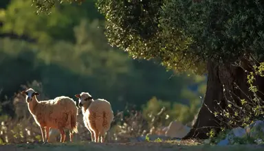 Meridijan