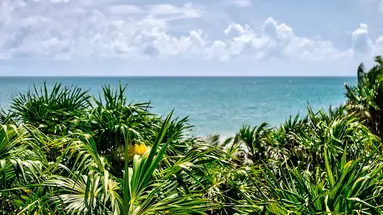 Nest Tulum