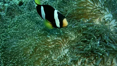 Nika Island Resort