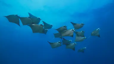 Noku Maldives