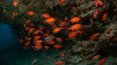 Noku Maldives