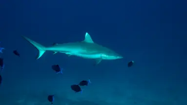 Noku Maldives