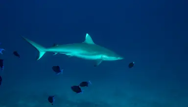 Noku Maldives
