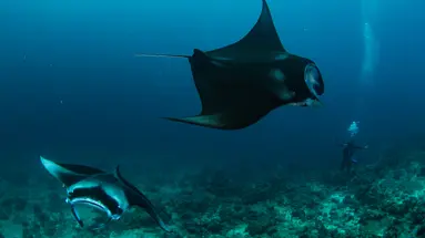Noku Maldives