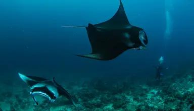 Noku Maldives