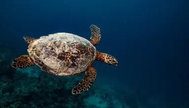 Noku Maldives